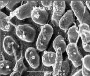  高效生物载体填料纳米级微孔